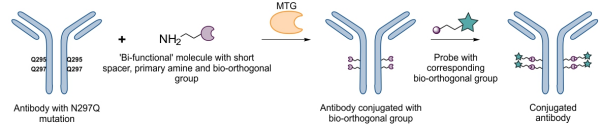 Chemo-enzymatic modification.png