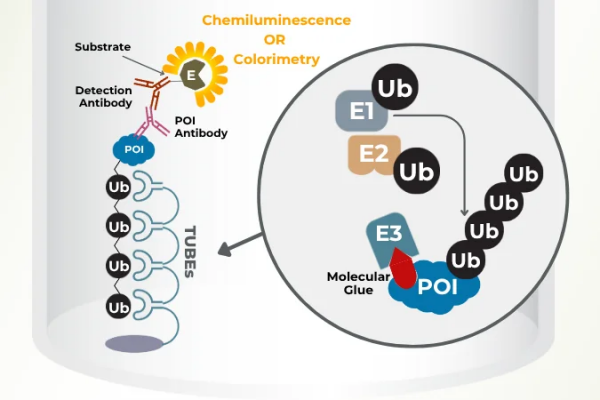 Molecular Glue-1.png