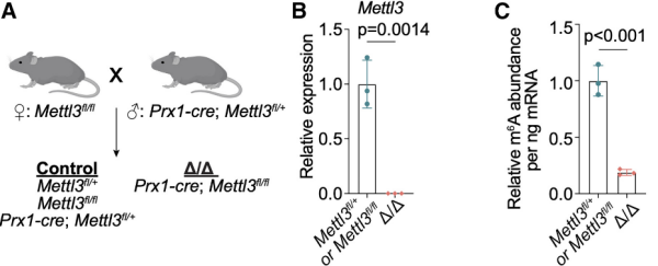 EpiQuik m6A RNA Methylation Quantification Kit.png