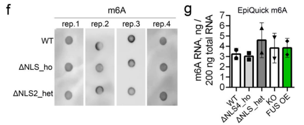 EpiQuik m6A RNA Methylation Quantification Kit (Colorimetric).png