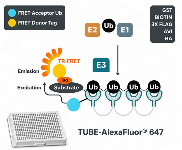 TUBE1-AlexaFluor647-1.png