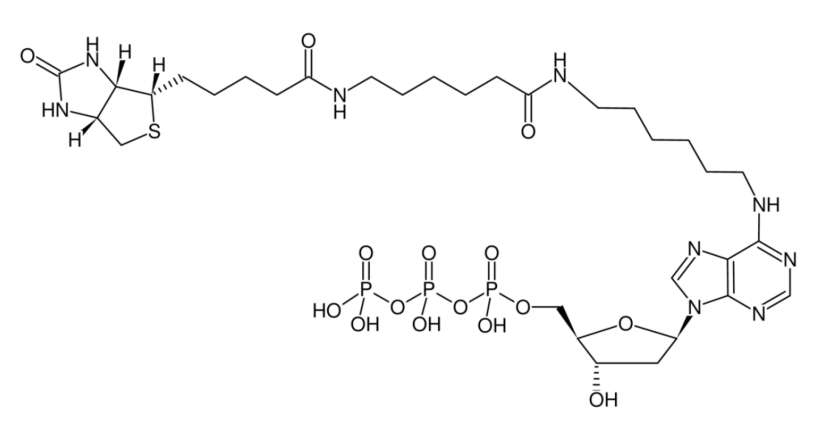 Biotin-14-dATP-1.png