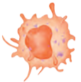 IV0114.png