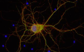Synaptic System.png