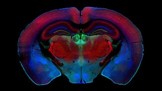 Synaptic System-1.png