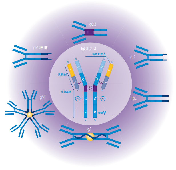 Antibody isotype.png