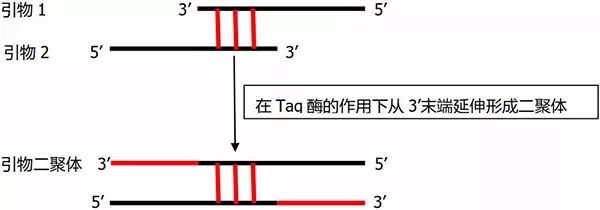 引物二聚体