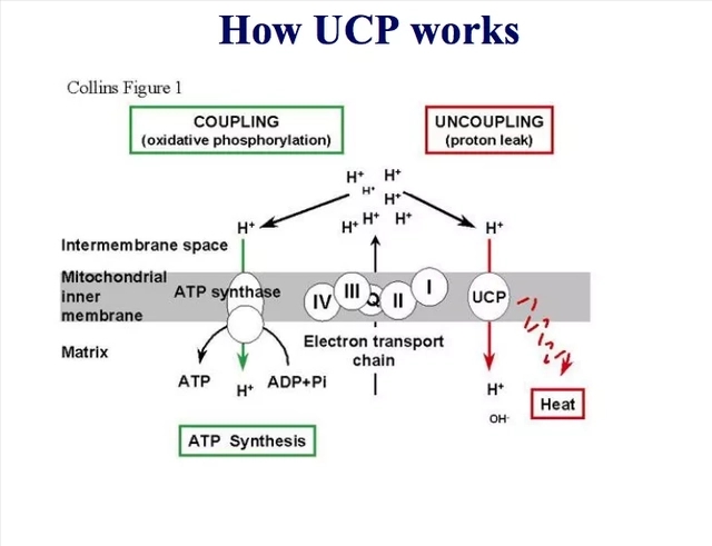 UCP.webp.jpg
