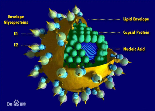 HCV.jpg