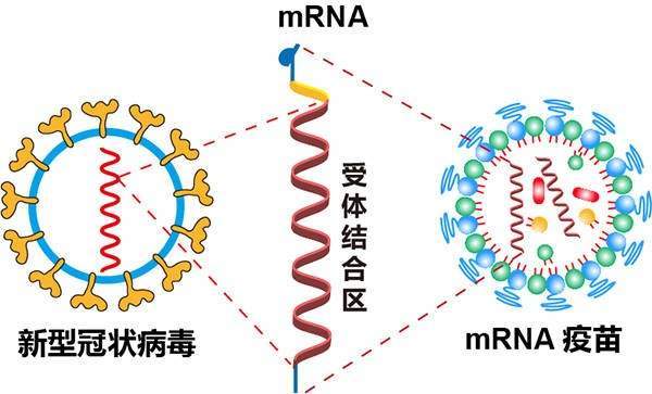 mRNA.jpg