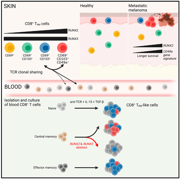 CD8+T.png