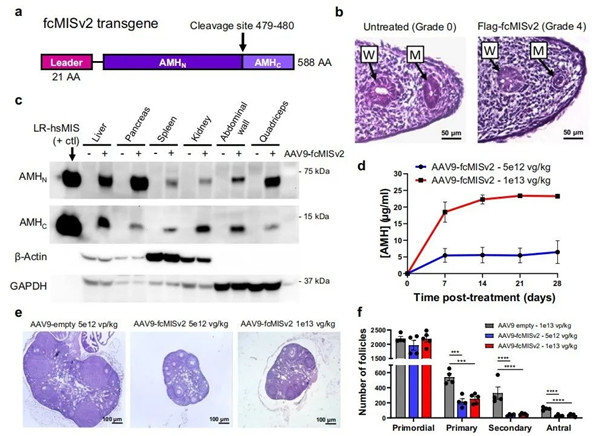 猫特异性AMH转基因的克隆及小鼠AAV9- fcMISv2的验证