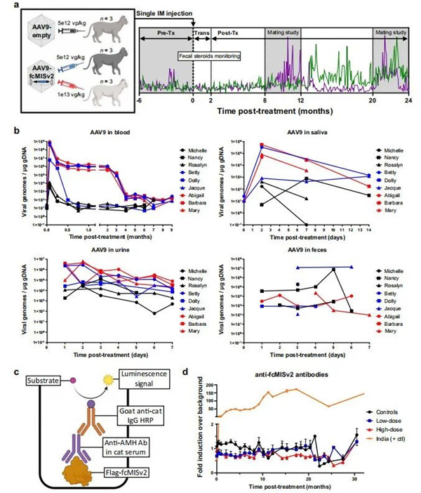 家猫注射AAV9-fcMISv2的时间线和安全性研究