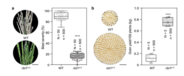 rbl1Δ12株系抗病性显著增强
