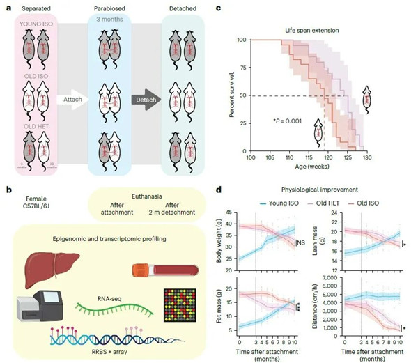 异体共生延长了老年小鼠的寿命
