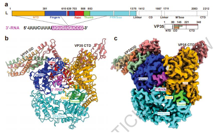 L-VP35-RNA复合物的整体结构