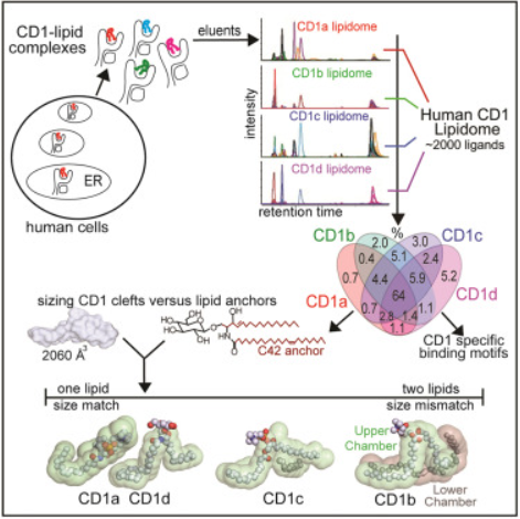 CD1脂质体