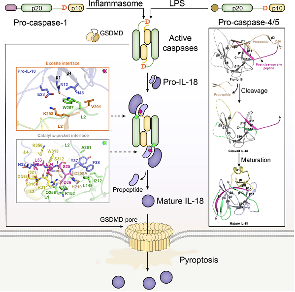 天然免疫炎症小体通路中caspases识别和活化炎症因子IL-18的示意图