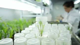生物育种技术