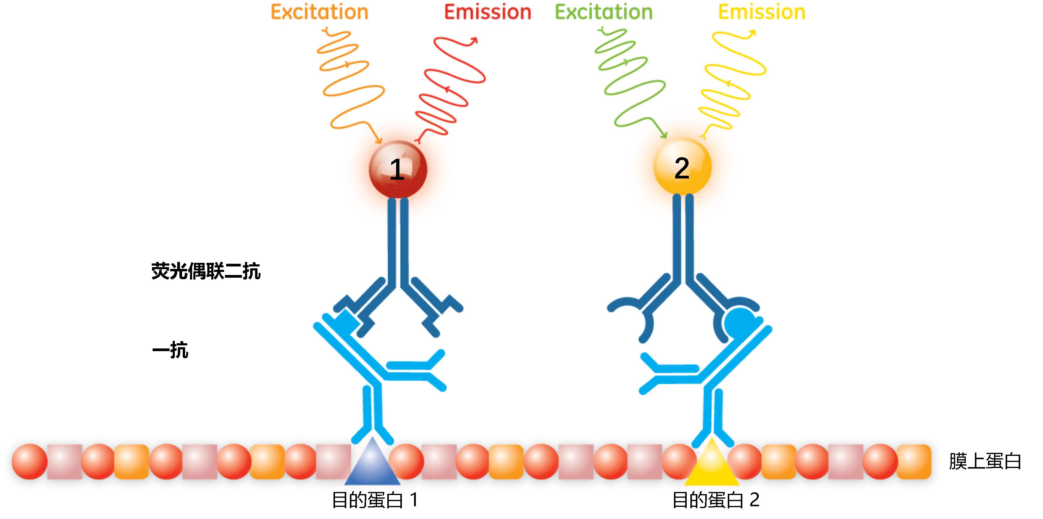 荧光偶联二抗.png