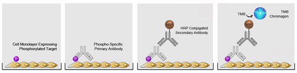 Biomatik-elisa-kit.jpg