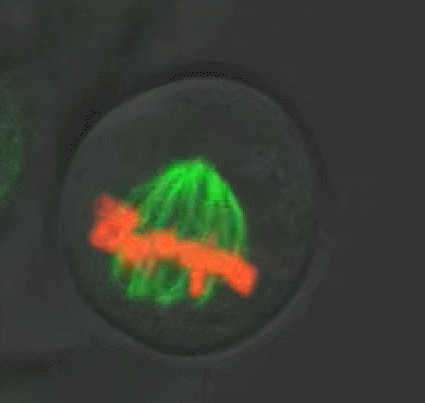 SiR-Tubulin.png