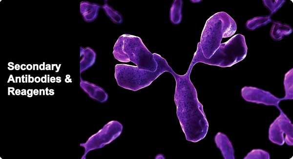 Secondary Antibodies & Reagents.jpg