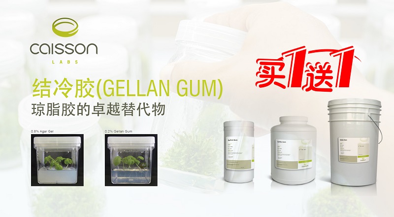 Caisson结合冷胶Gellan Gum促销活动