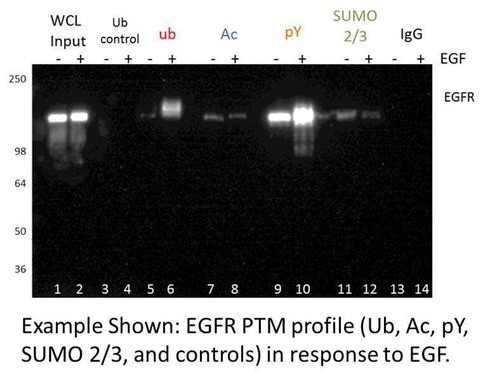 EGF-PTM.jpg