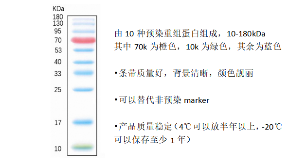 蛋白分子量全范围彩虹marker.png