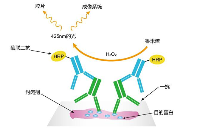 ECL底物发光原理.png