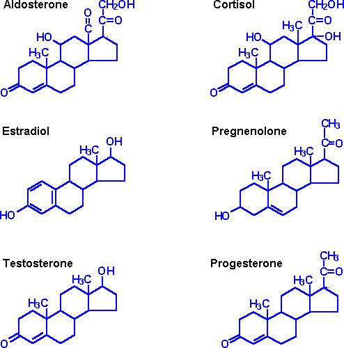 Steroid Hormone.png