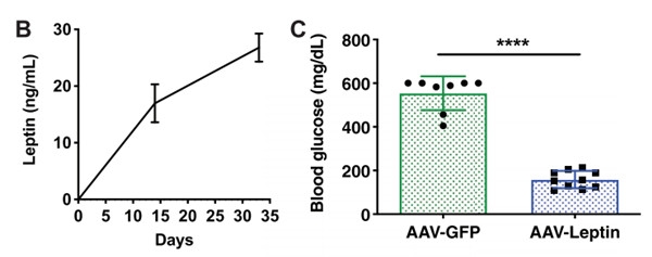 Mouse Leptin ELISA Kit（90030）