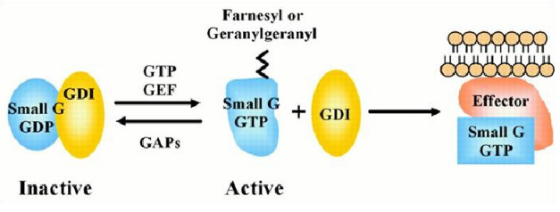 小G蛋白活化检测