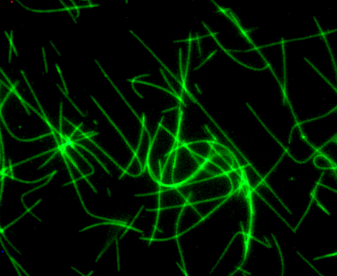 Fluorescent HiLyte 488标记的Tubulin