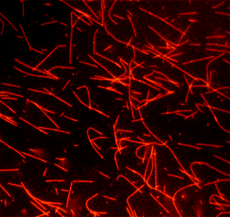 HiLyte Fluor? 647标记的Tubulin