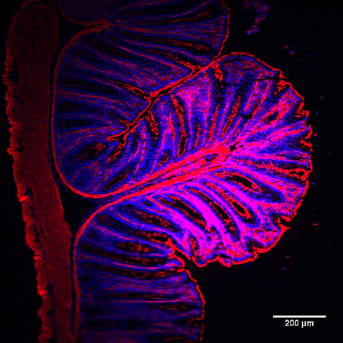 用SiR-Actin（红色）和Hoechst（蓝色）染色的结肠组织切片，在TIRF显微镜下拍摄的图像