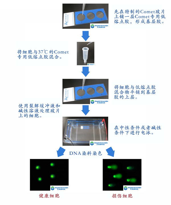 Comet-Assay-Kits-1.jpg