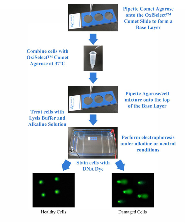 Comet-assay.jpg