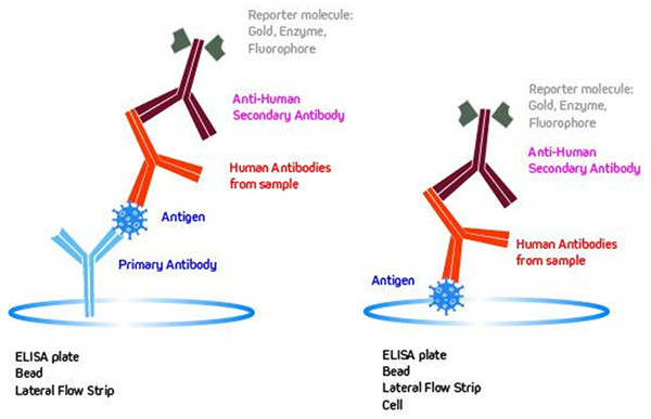 Serological-testing.jpg