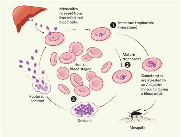 trichomonas.jpg