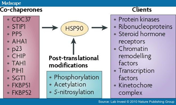 HSP90-1.jpg