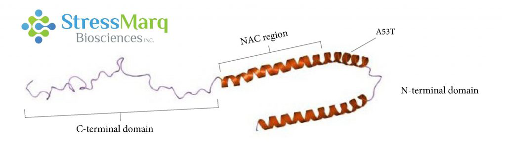 Alpha-synuclein.png