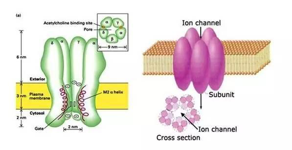 calcium-channel.png