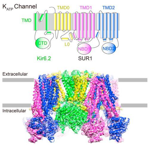 Potassium-channel.png