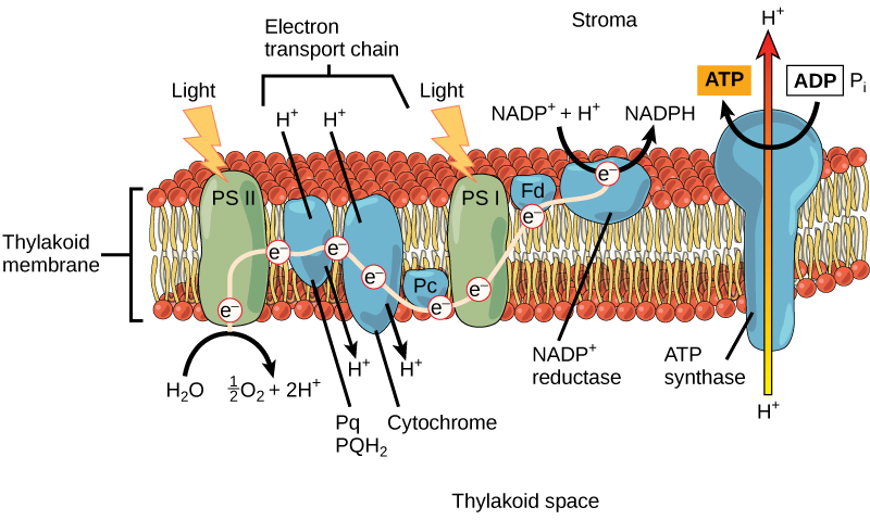 photosynthesis.png