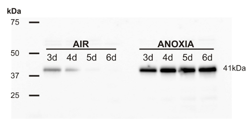 ADH-protein.png