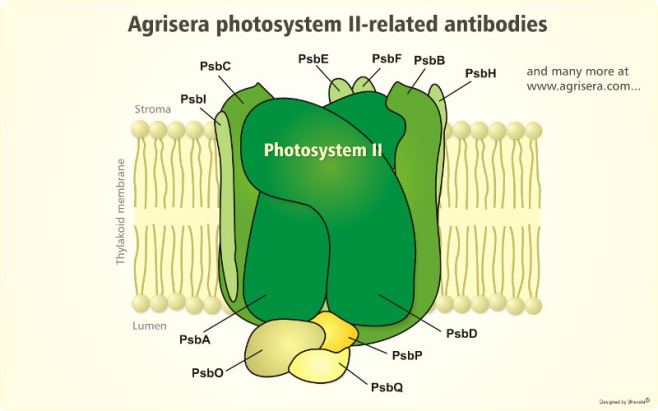 Protein-subunits.png