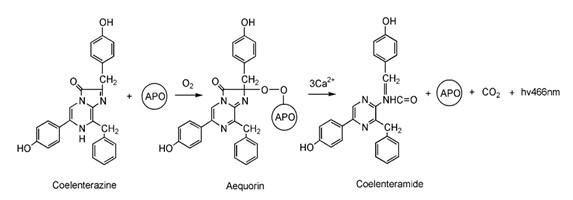 coelenteramide.jpg