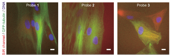 gfp-tubulin.png